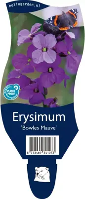 Erysimum 'Bowles Mauve' (Muurbloem) - afbeelding 1