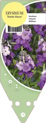 Erysimum Bowles Mauve (Muurbloem) - afbeelding 1