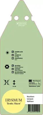 Erysimum Bowles Mauve (Muurbloem) - afbeelding 2