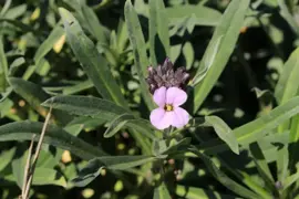 Erysimum 'Bowles Mauve' (Muurbloem) - afbeelding 2