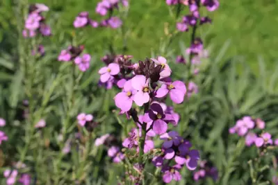 Erysimum 'Bowles Mauve' (Muurbloem) - afbeelding 3