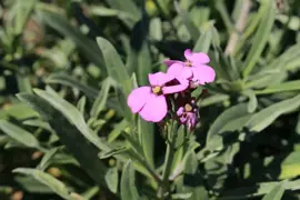 Erysimum 'Bowles Mauve' (Muurbloem) - afbeelding 4