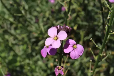 Erysimum 'Bowles Mauve' (Muurbloem) - afbeelding 5