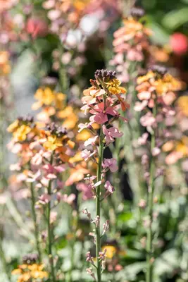 Erysimum linifolium (Bonte steenraket) - afbeelding 1