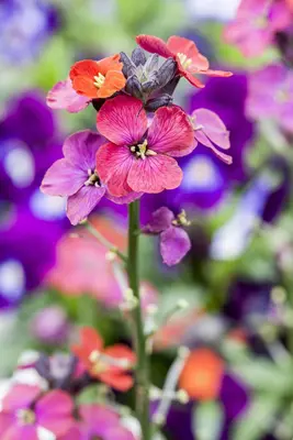 Erysimum linifolium 'Bowles Mauve' (Steenraket 'Bowles Mauve') - afbeelding 2