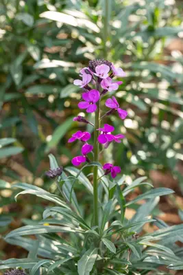 Erysimum linifolium 'Bowles Mauve' (Steenraket 'Bowles Mauve') - afbeelding 5