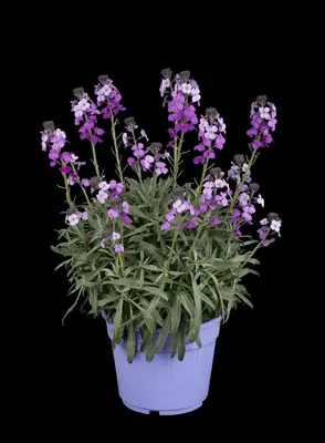 Erysimum linifolium 'Bowles Mauve' (Steenraket 'Bowles Mauve') - afbeelding 6