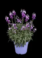 Erysimum linifolium 'Bowles Mauve' (Steenraket 'Bowles Mauve') - afbeelding 6