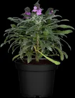 Erysimum linifolium 'Bowles Mauve' (Steenraket 'Bowles Mauve') - afbeelding 1