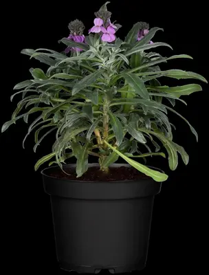 Erysimum linifolium 'Bowles Mauve' (Steenraket 'Bowles Mauve') - afbeelding 1