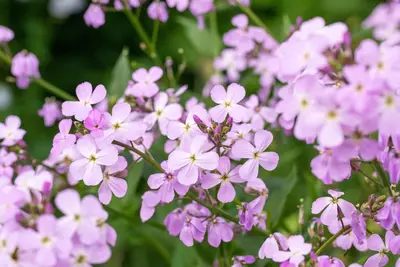 Erysimum linifolium 'Bowles Mauve' (Steenraket 'Bowles Mauve') - afbeelding 7