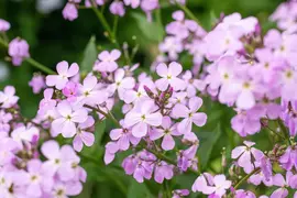 Erysimum linifolium 'Bowles Mauve' (Steenraket 'Bowles Mauve') - afbeelding 7