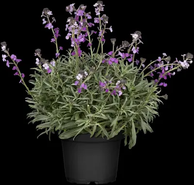 Erysimum linifolium 'Bowles Mauve' (Steenraket 'Bowles Mauve') - afbeelding 3