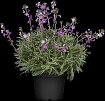 Erysimum linifolium 'Bowles Mauve' (Steenraket 'Bowles Mauve') - afbeelding 3