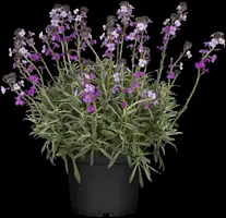 Erysimum linifolium 'Bowles Mauve' (Steenraket 'Bowles Mauve') - afbeelding 4