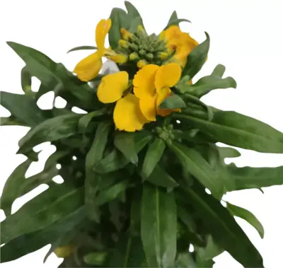 Erysimum linifolium 'fragrant sunshine' (muurbloem) 35 cm - afbeelding 2