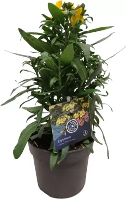 Erysimum linifolium 'fragrant sunshine' (muurbloem) 35 cm - afbeelding 1