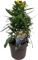 Erysimum linifolium 'fragrant sunshine' (muurbloem) 35 cm - afbeelding 1