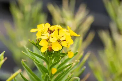 Erysimum Yellow Bird (Muurbloem) - afbeelding 5