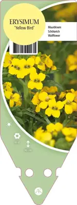 Erysimum Yellow Bird (Muurbloem) - afbeelding 1