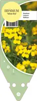 Erysimum Yellow Bird (Muurbloem) - afbeelding 1