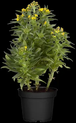 Erysimum Yellow Bird (Muurbloem) - afbeelding 4
