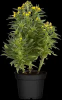 Erysimum Yellow Bird (Muurbloem) - afbeelding 4