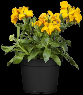 Erysimum Yellow Bird (Muurbloem) - afbeelding 3