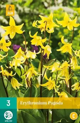Erythronium Pagoda 3 stuks - afbeelding 2