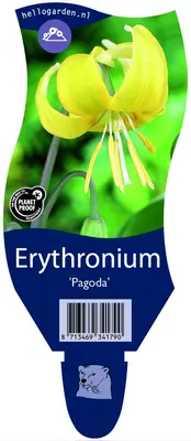 Erythronium 'Pagoda' (Gele Hondstand) - afbeelding 1