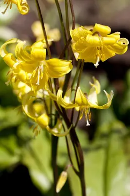 Erythronium 'Pagoda' (Gele Hondstand) - afbeelding 2
