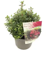 Escallonia 'Red Dream'  25cm - afbeelding 1