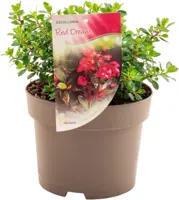 Escallonia 'Red Dream'  25cm - afbeelding 2