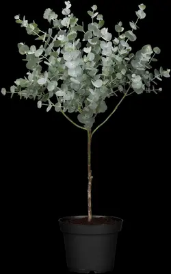 Eucalyptus gunnii 'Azura' (Cider-eucalyptus 'Azura') - afbeelding 2