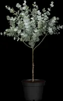 Eucalyptus gunnii 'Azura' (Cider-eucalyptus 'Azura') - afbeelding 2