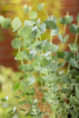 Eucalyptus gunnii 'Azura' (Cider-eucalyptus 'Azura') - afbeelding 5