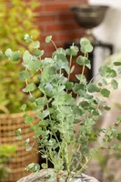 Eucalyptus gunnii 'Azura' (Cider-eucalyptus 'Azura') - afbeelding 8
