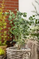 Eucalyptus gunnii 'Azura' (Cider-eucalyptus 'Azura') - afbeelding 9