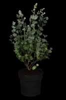 Eucalyptus gunnii 'Azura' (Cider-eucalyptus 'Azura') - afbeelding 1