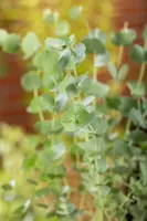 Eucalyptus gunnii 'Azura' (Cider-eucalyptus 'Azura') - afbeelding 5