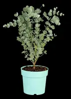 Eucalyptus gunnii 'Azura' (Cider-eucalyptus 'Azura') - afbeelding 4