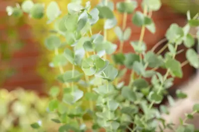 Eucalyptus gunnii 'Azura' (Cider-eucalyptus 'Azura') - afbeelding 6