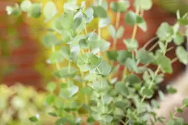 Eucalyptus gunnii 'Azura' (Cider-eucalyptus 'Azura') - afbeelding 6
