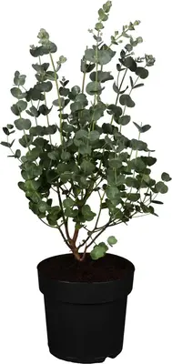 Eucalyptus gunnii 'Azura' (Cider-eucalyptus 'Azura') - afbeelding 1