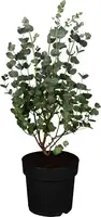 Eucalyptus gunnii 'Azura' (Cider-eucalyptus 'Azura') kopen?