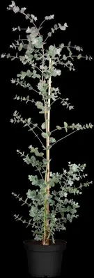 Eucalyptus gunnii (Cider-eucalyptus) - afbeelding 4