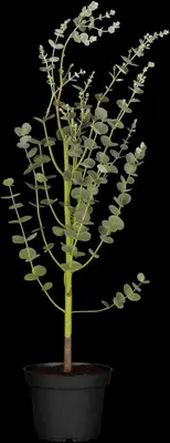 Eucalyptus gunnii (Cider-eucalyptus) - afbeelding 2