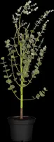 Eucalyptus gunnii (Cider-eucalyptus) - afbeelding 2