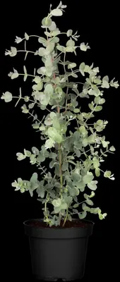 Eucalyptus gunnii (Cider-eucalyptus) - afbeelding 10