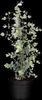Eucalyptus gunnii (Cider-eucalyptus) - afbeelding 10